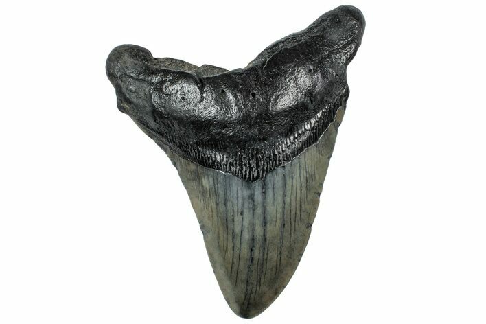 Fossil Megalodon Tooth - South Carolina #307535